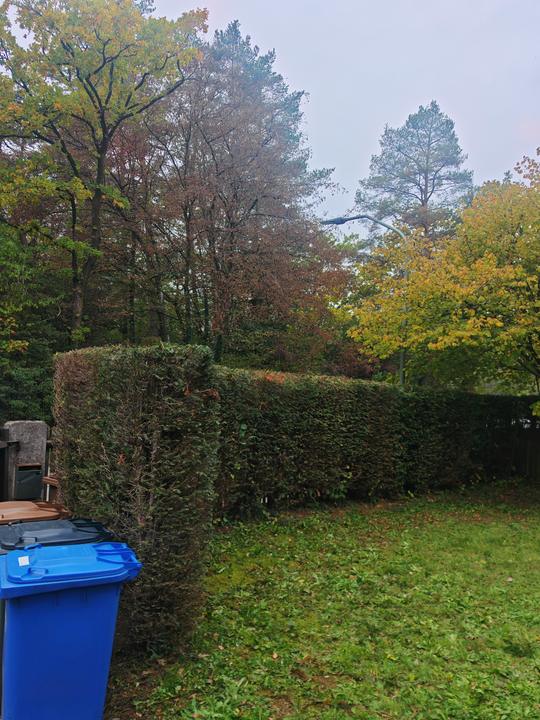 Hecke · Grundstücksgrenze – Garten in Fürstenfeldbruck