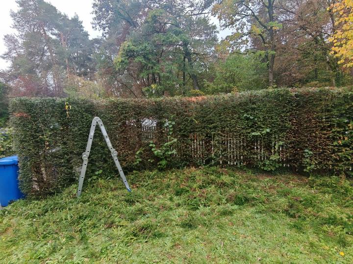 Hecke · Rückschnitt – Garten in Fürstenfeldbruck